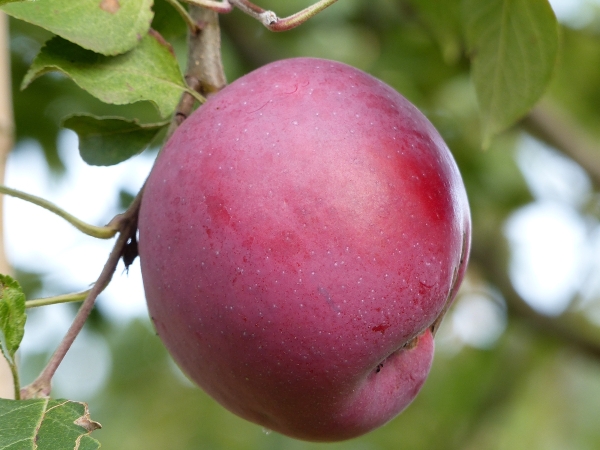 Berner Rosenapfel Frucht
